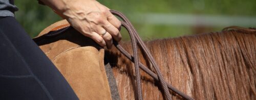Alle Pferderassen von a bis z 8 Slider Ausschnitt Reiter auf Pferd hält Zügel in den Händen