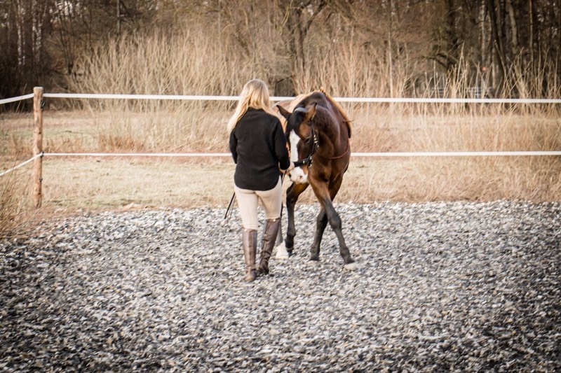 Schulterherein Reiten – einfache Schritt-für Schritt Anleitung 3