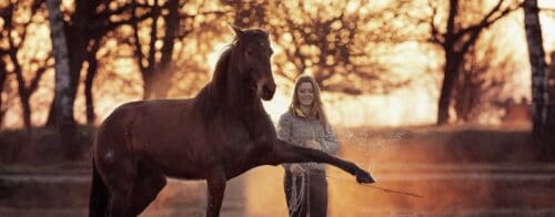 Alle Pferderassen von a bis z 7 Hero mit Pferd das spanischen Schritt macht
