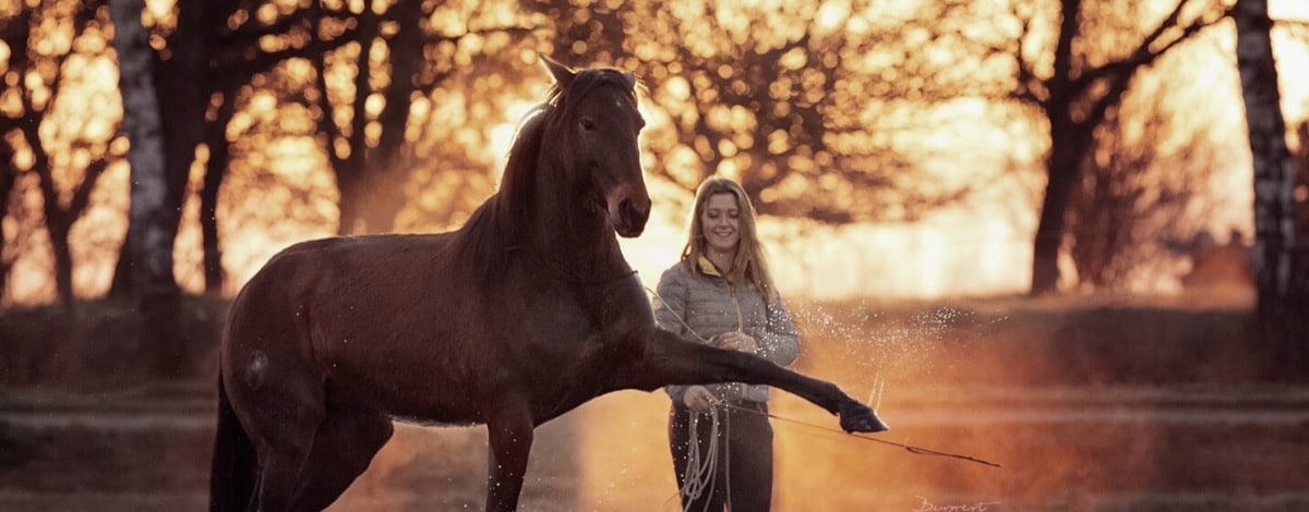 Hero mit Pferd das spanischen Schritt macht