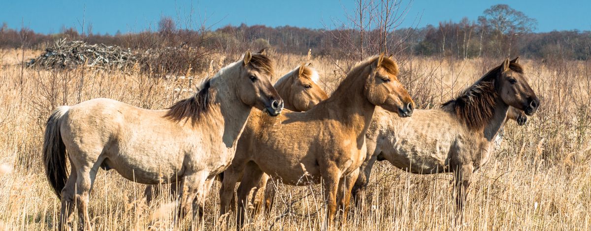 Konik Ponys