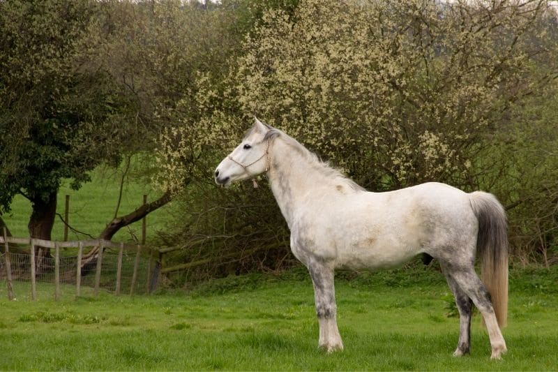 weißes Pferd auf der Koppel schaut aufmerksam geradeaus