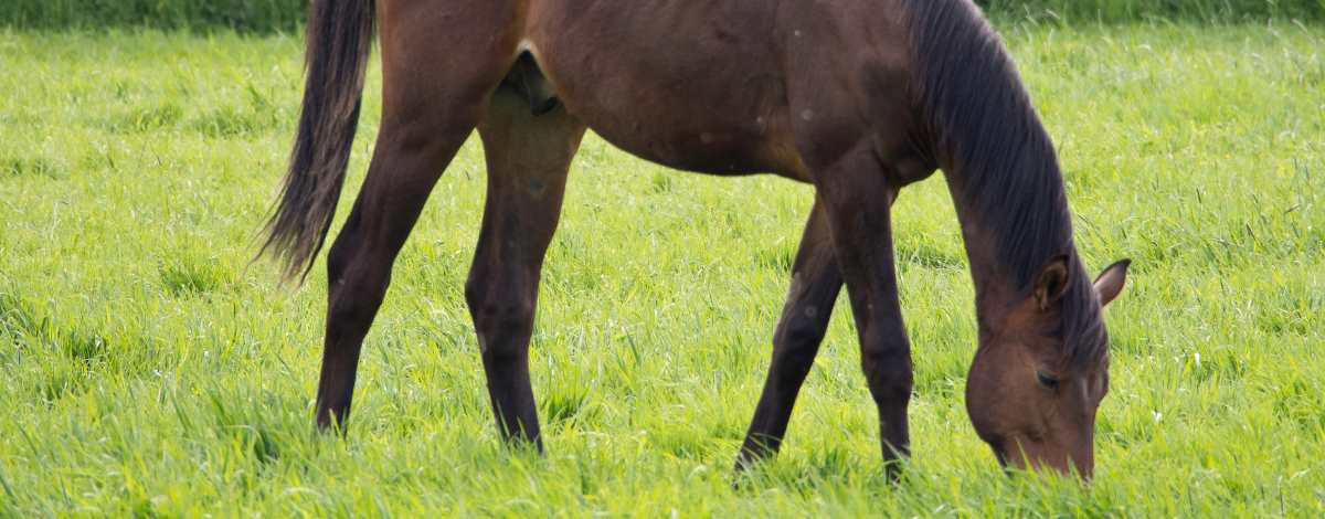 Pferd grast auf Weide