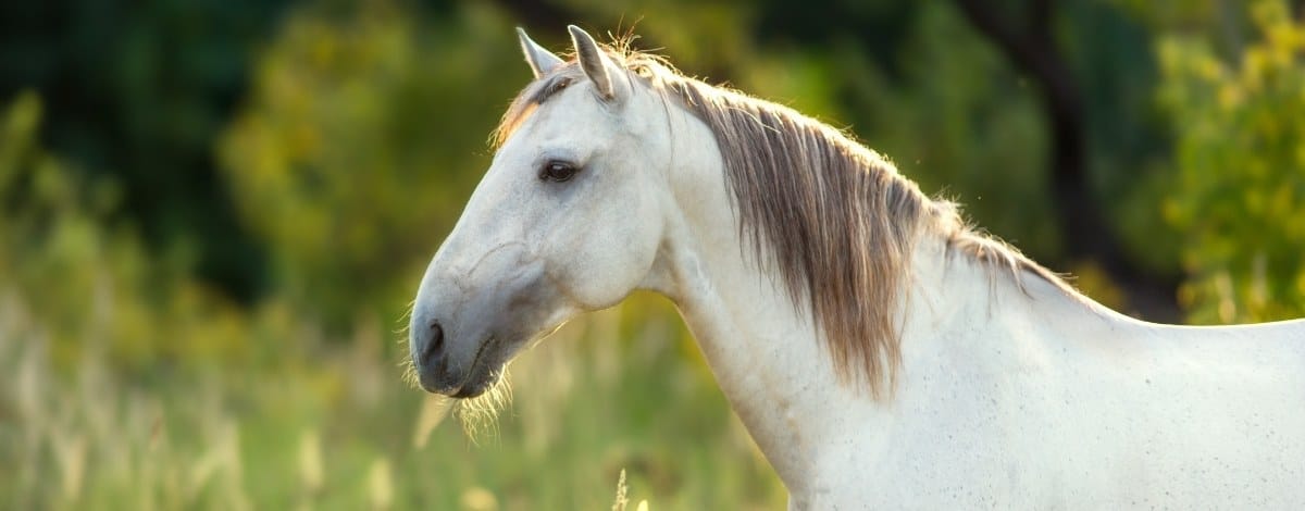 Lusitano