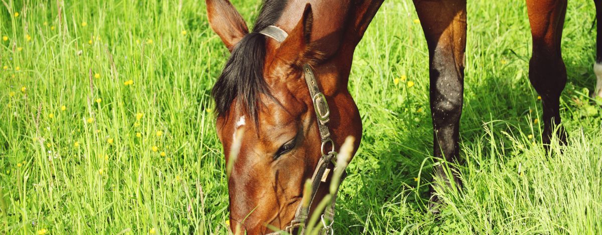 Braunes Warmblut auf Weide