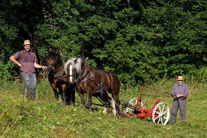 zwei Schwarzwälder Füchse beim Mähen am Hang