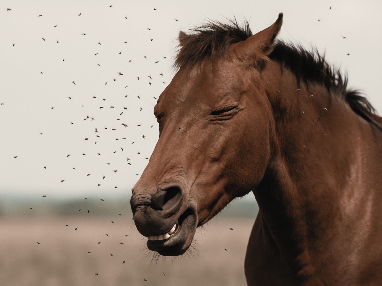 Pferd mit Fliegen am Auge