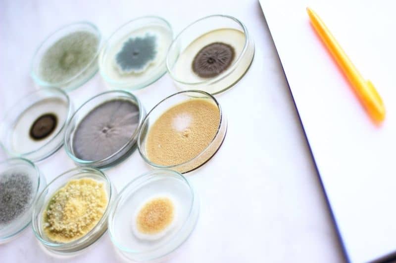 Pilz beim Pferd! Hautpilz schnell erkennen