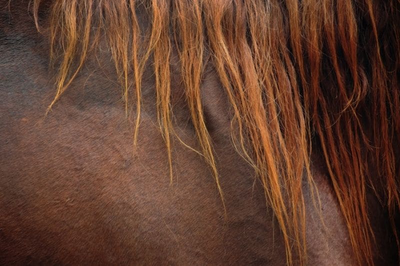 Haarlinge Pferd Vorbeugen