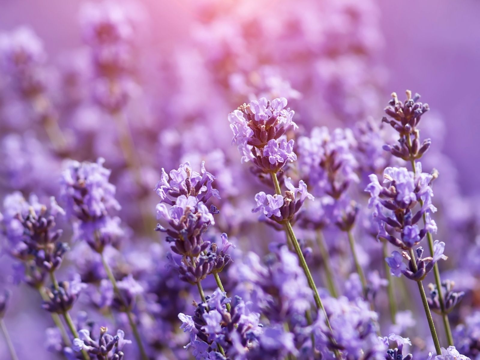 Lavendel - Fliegenabwehr Pferd