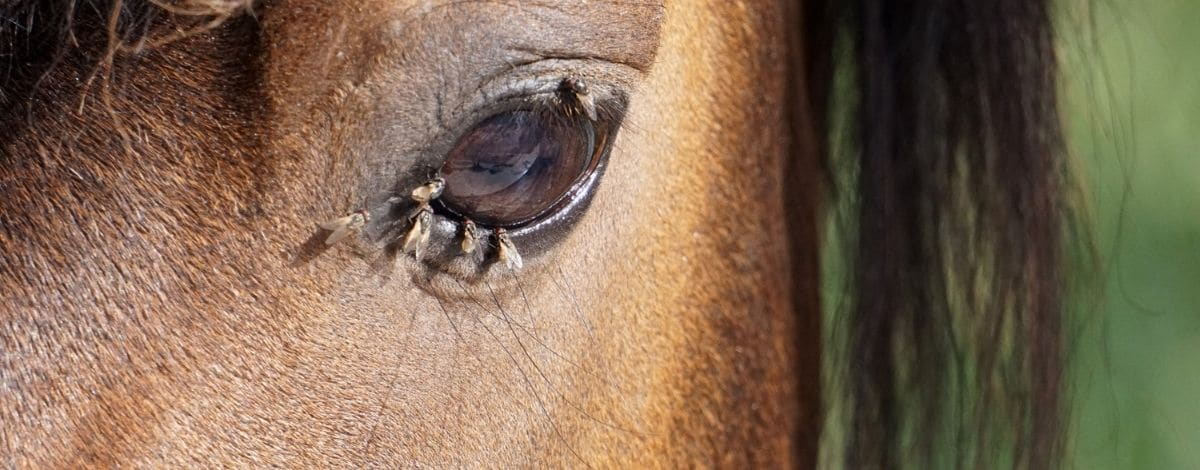 Pferd mit Fliegen am Auge