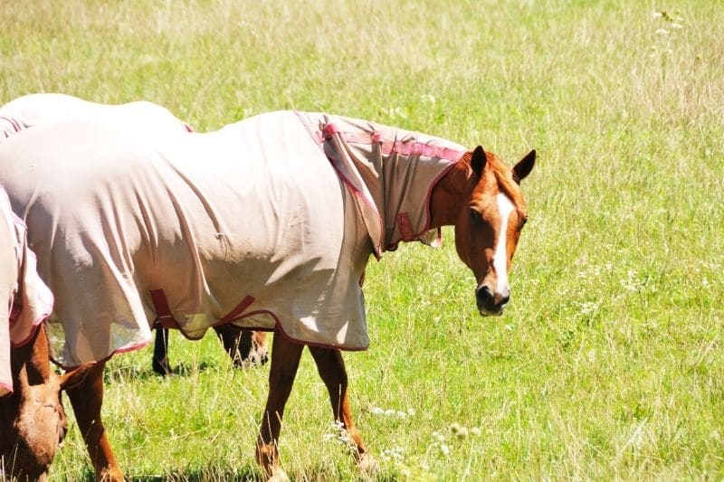 Pferd mit Fliegendecke