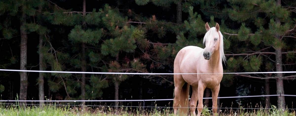 Palomino