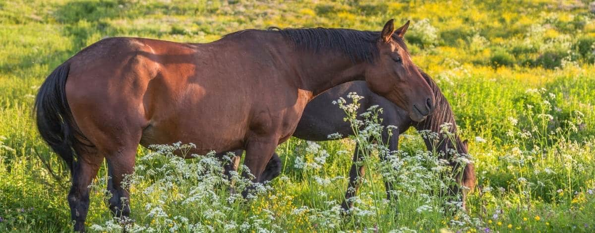 Österreichisches Warmblut