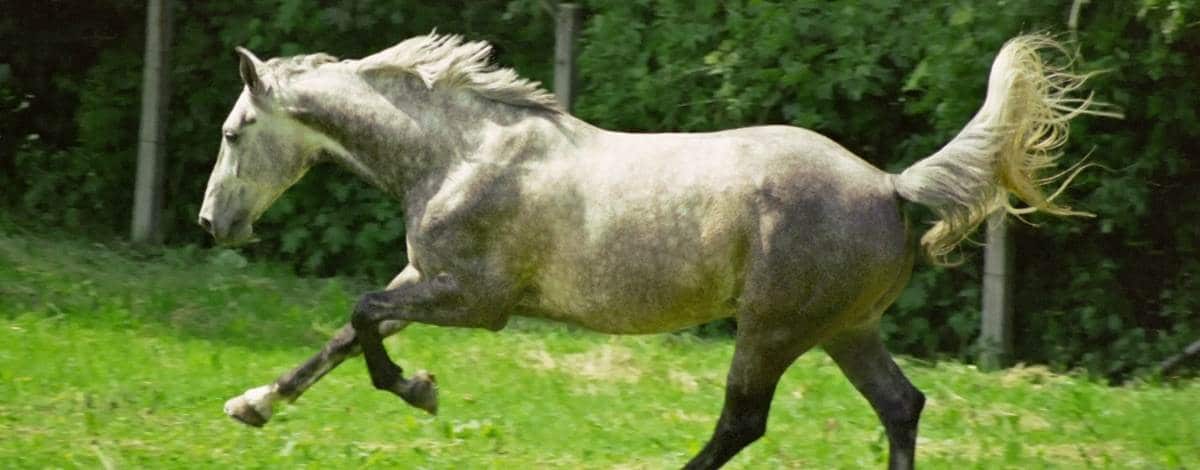 Slider polnisches Warmblut