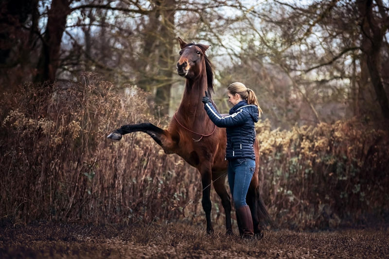 Heor macht Freiheitsdressur mit Pferd