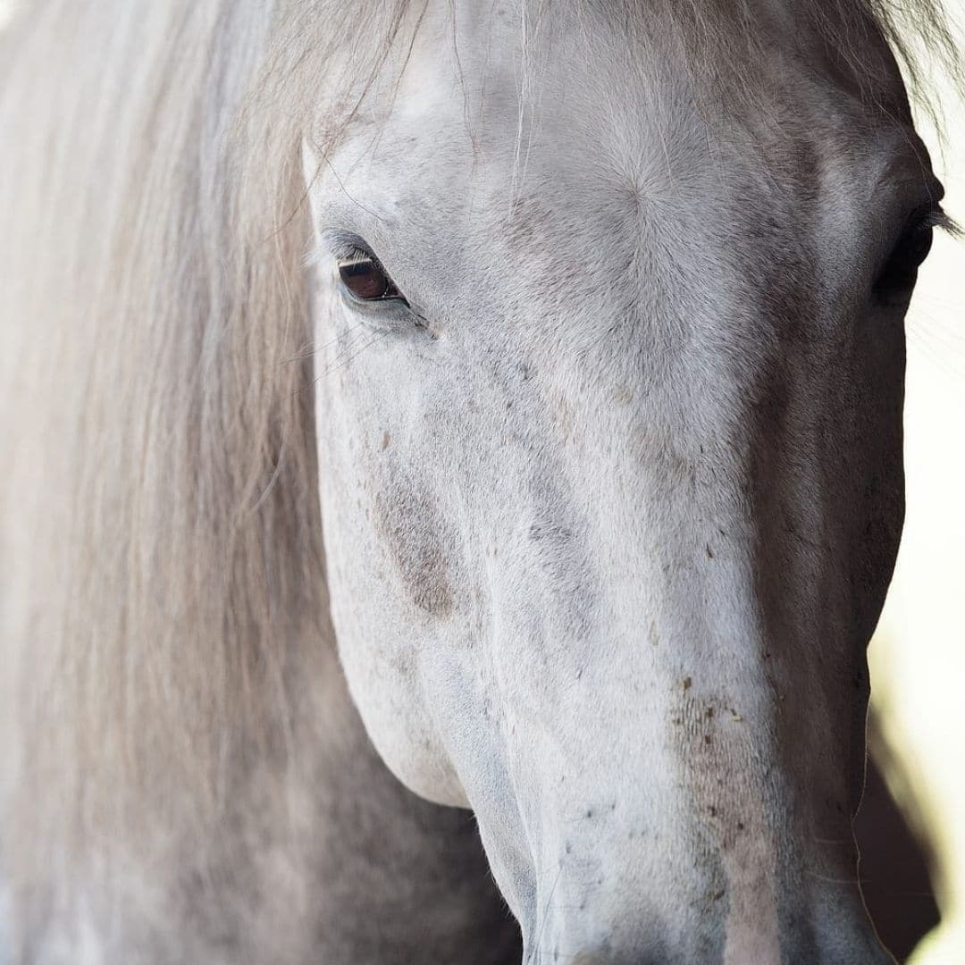 BodenarbeitsCLUB - Starter 2 Testimonial Hero Bodenarbeit