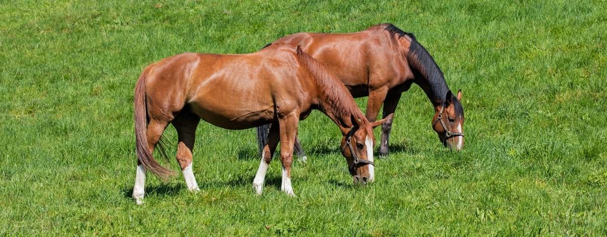 Schweizer Warmblut