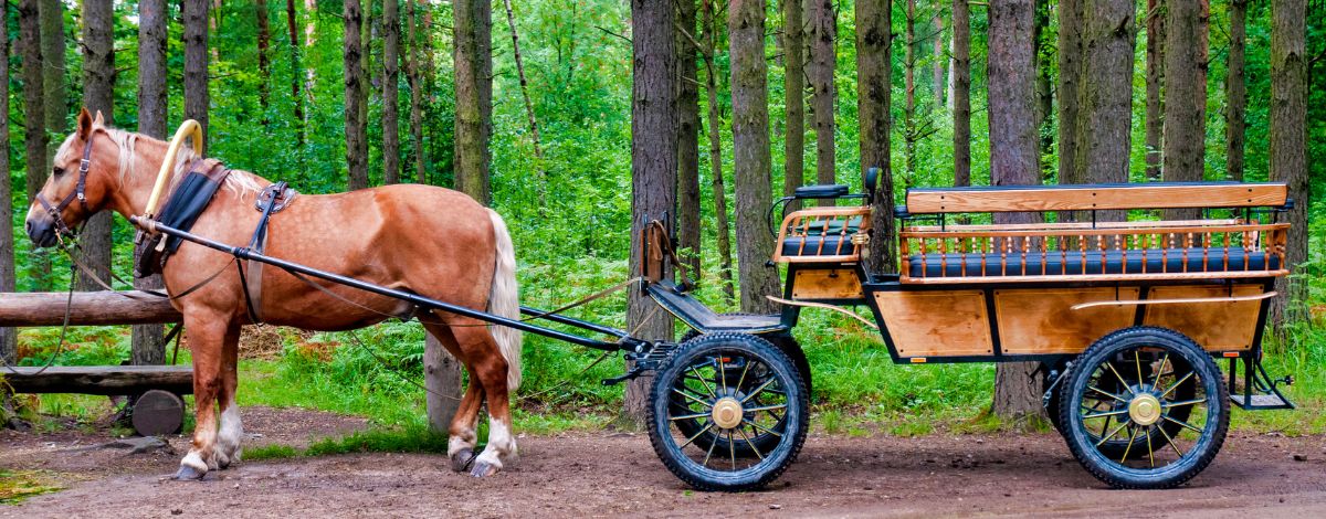 Pferd vor Kutsche