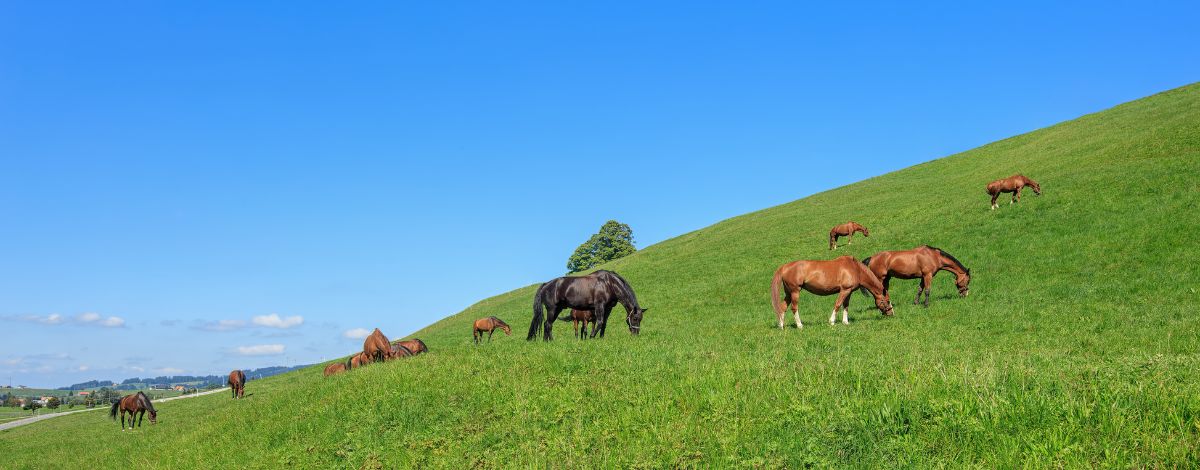 Warmblüter auf Weide