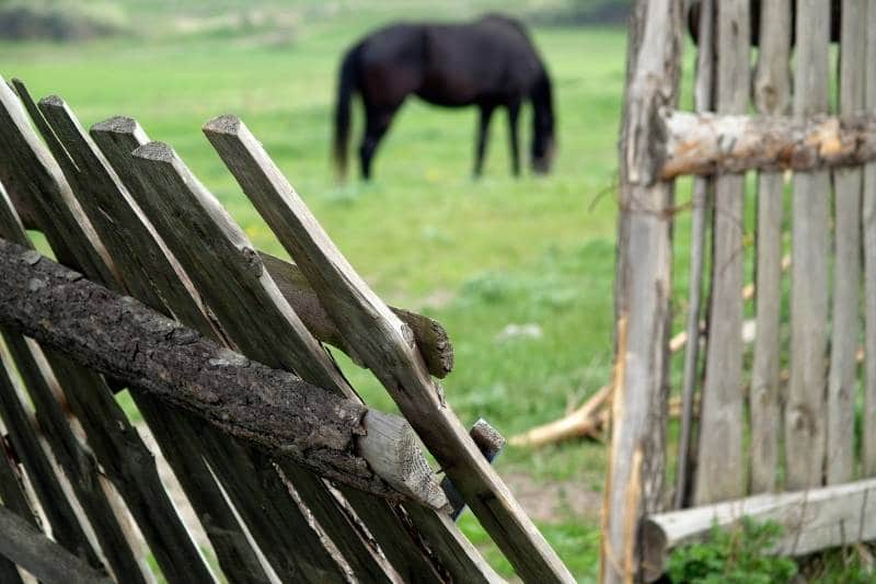 OP Versicherung - Zerbochener Zaun mit Pferd im Hintergrund