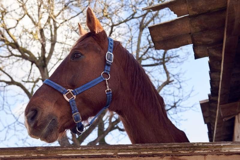 Blog Bild thüringer Warmblut