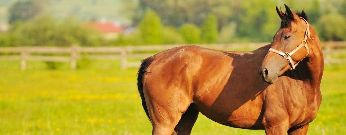 Headerbild thüringer Warmblut