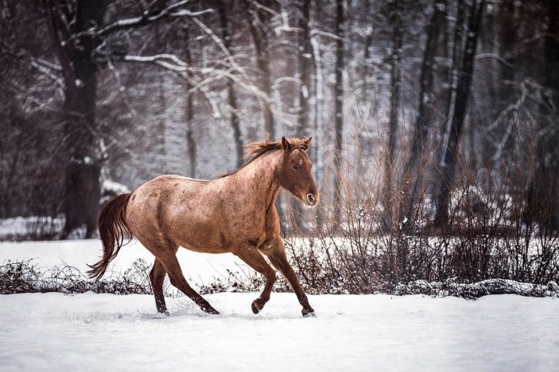 Pferd im Schnee - Carey