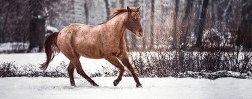 Slider 5 Zitate, Carey im Schnee