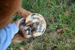 Hufkrankheiten - die wichtigsten auf einen Blick