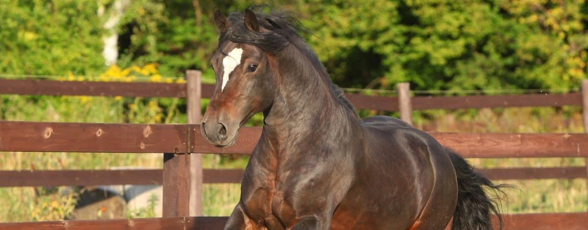 Welsh Cob D