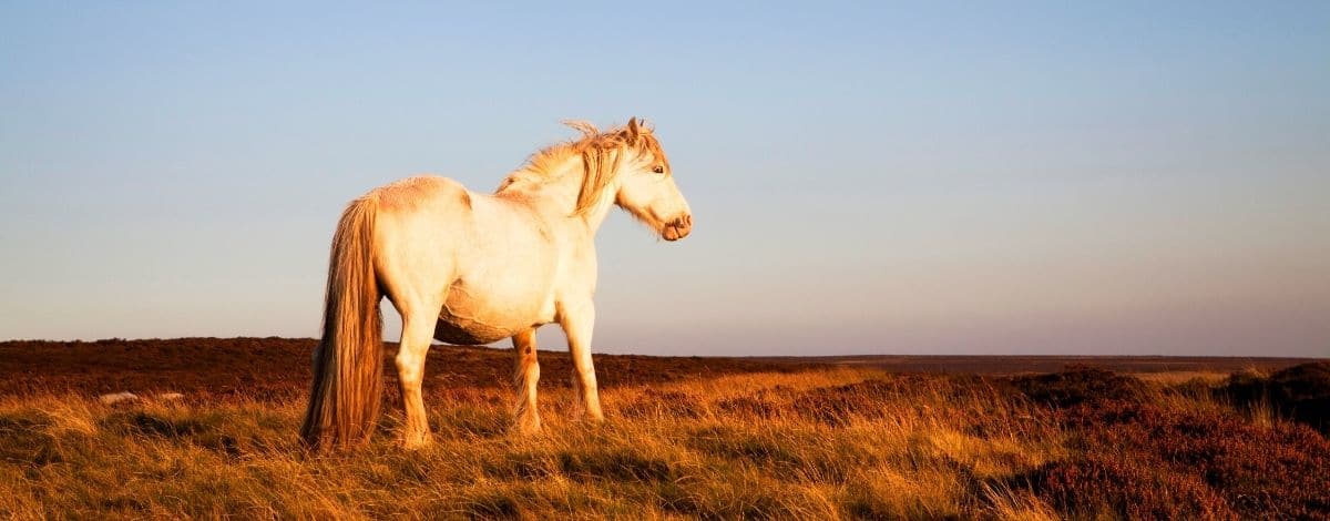 Welsh Mountain Pony Slider