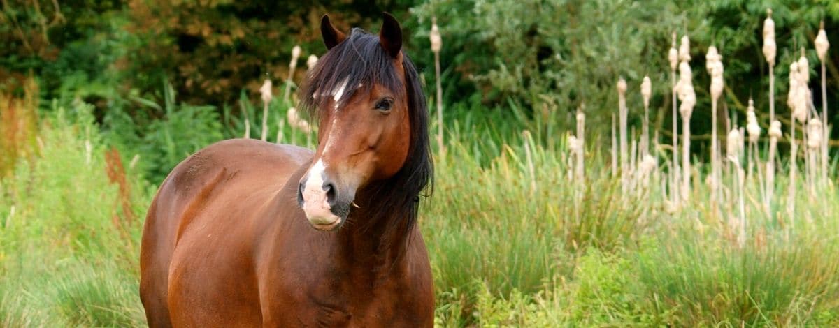 Welsh Cob Pony C