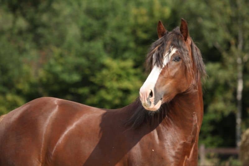 Welsh Cob Pony C