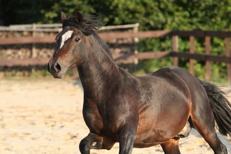 Welsh Cob D