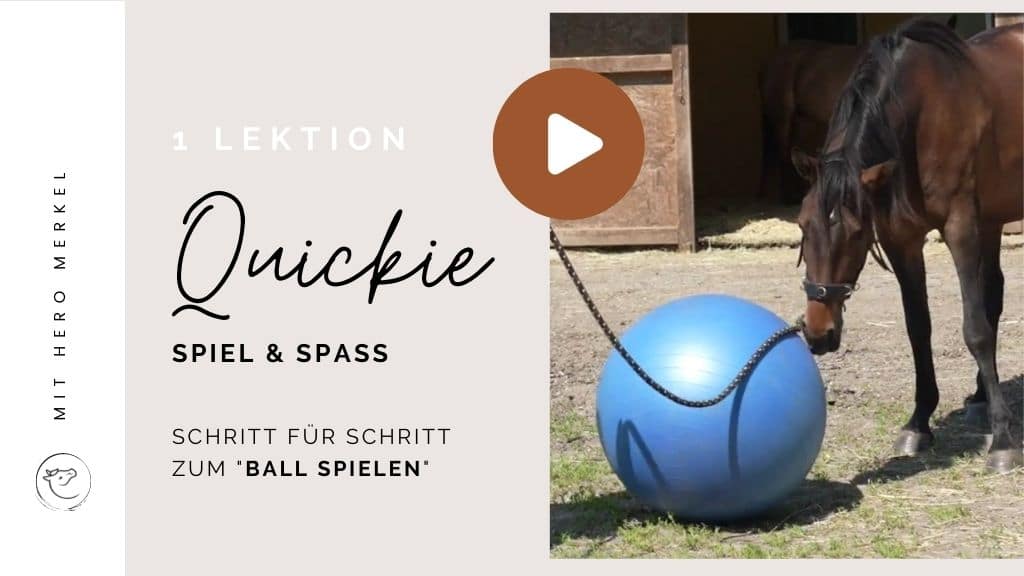 Campus Quickie Ball spielen mit dem Pferd