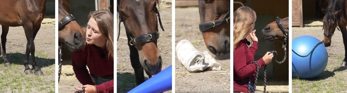 Bilder von Tricks mit dem Pferd - Küsschen, Smile, Teppich aufrollen und Beine Kreuzen