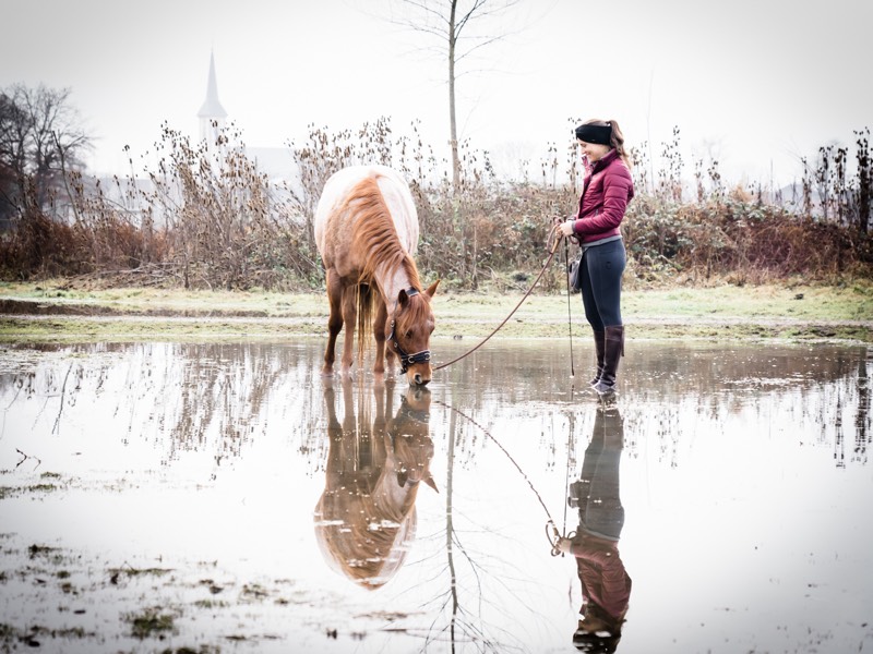 Pferd im Wasser