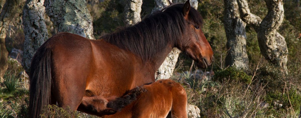 Giara Pferd mit Fohlen Sardinien