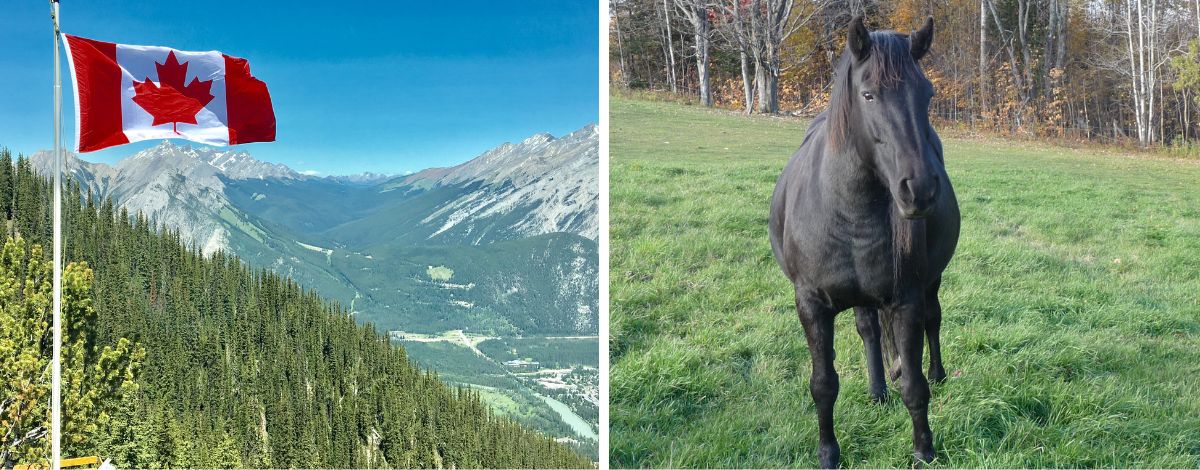 A-Z Rasse Cheval Canadien Slider