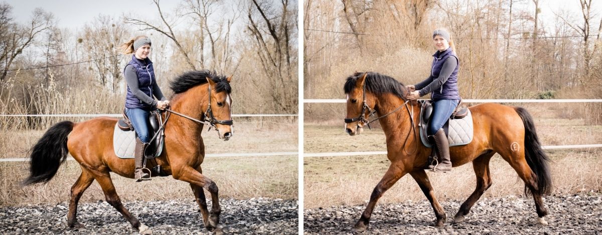 Übergänge Reiten Hero im Sattel