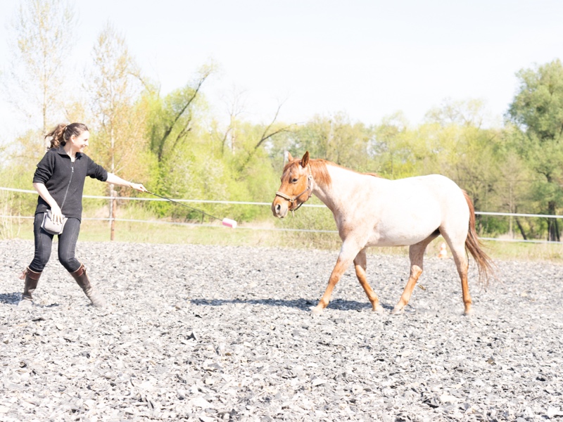 Targettraining mit dem Pferd! So klappt es garantiert 2