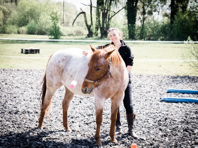 Targettraining mit dem Pferd! So klappt es garantiert 3