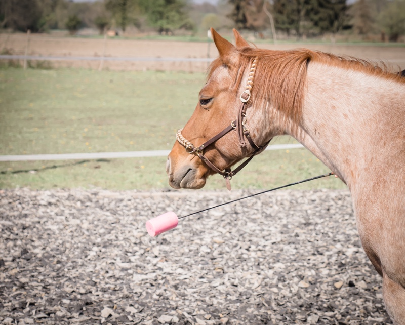 Targettraining mit dem Pferd! So klappt es garantiert 1