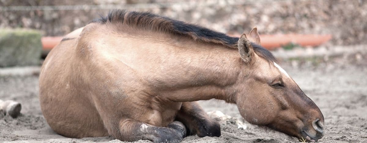 A-Z Kolik beim Pferd Slider