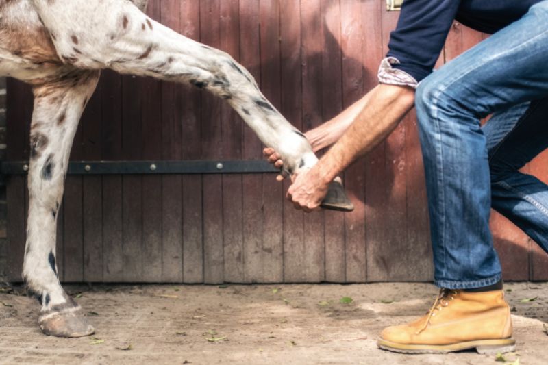 Arthrose beim Pferd: eine chronische Gelenkserkrankung 1