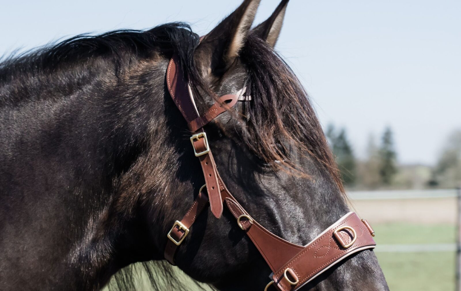 Schnapp dir "DIE Reitformel" 5 Schnapp dir "DIE Reitformel" 1