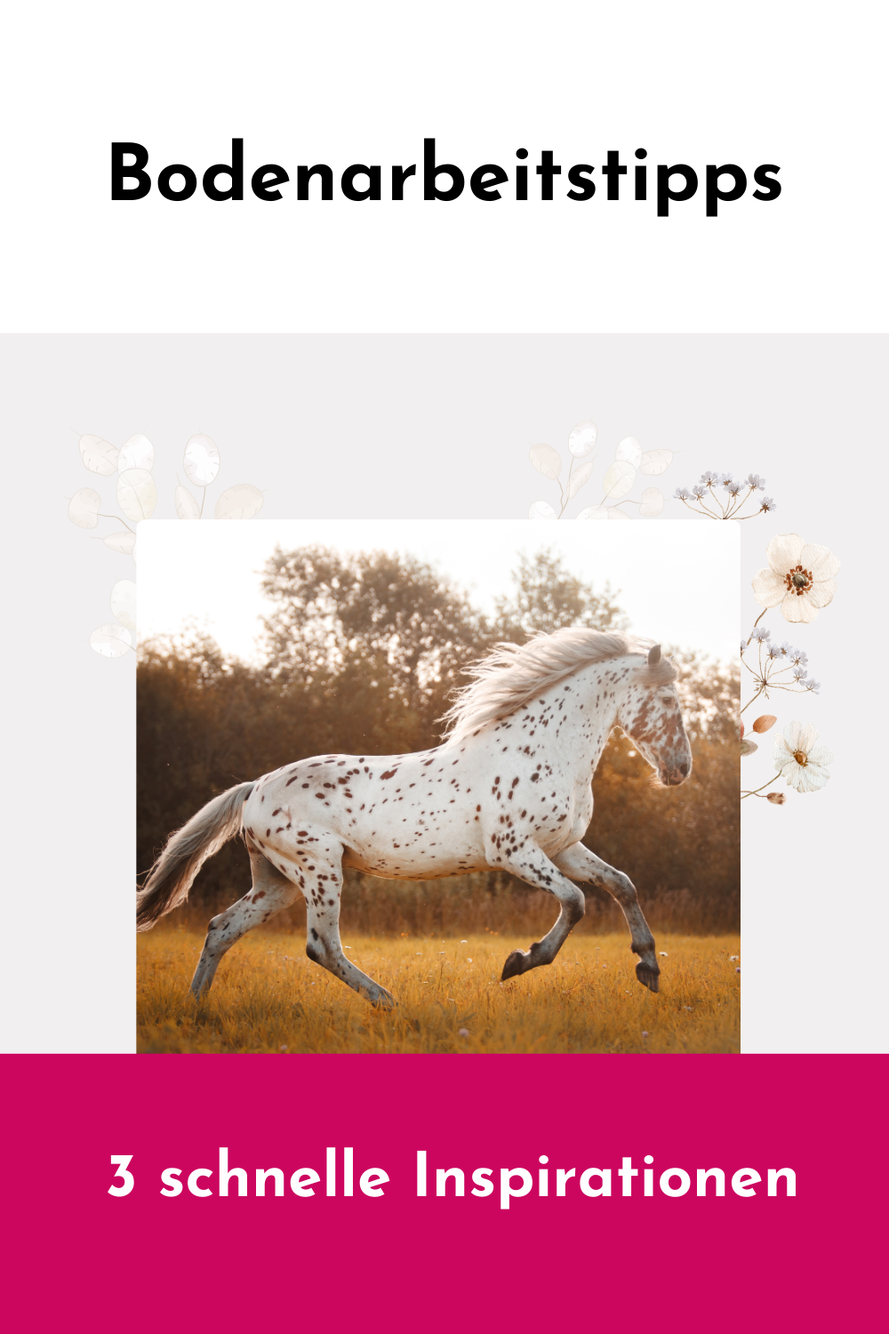 Gute Bodenarbeitsübungen: 3 einfache Ideen die sofort funktionieren 3 Gute Bodenarbeitsübungen mit dem Pferd