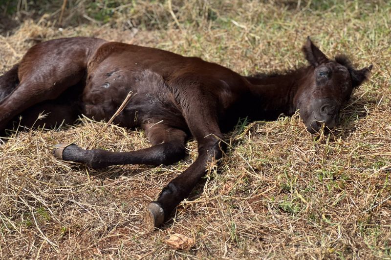 Pferd, Lebenserwartung, Leben