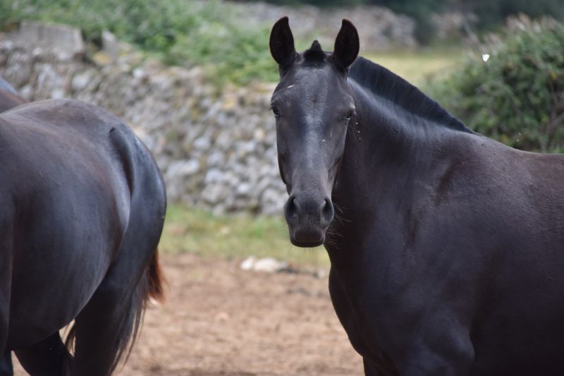 Pferd begrüßen! Wie du mit dem richtigen Hallo sofort Bindung aufbaust 5 Ninja - Menorquin - Menorca - Fohlen